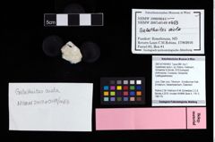 NHMW-GEO-2007z0149-0453_Ol_01.tifGalatheites aiola n. sp. (Robins, Feldmann, Schweitzer & Bonde, 2016)  (NHMW-GEO-2007z0149-0453)